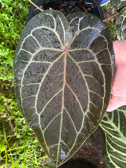 DocBlock Anthurium Michelle® '1' X Zara® '52'