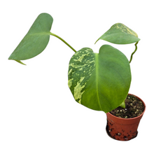 Live Sale Plant 252 Monstera Electro Light
