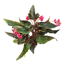 Live Sale Plant 253 Begonia Ginny Galaxy Variegata