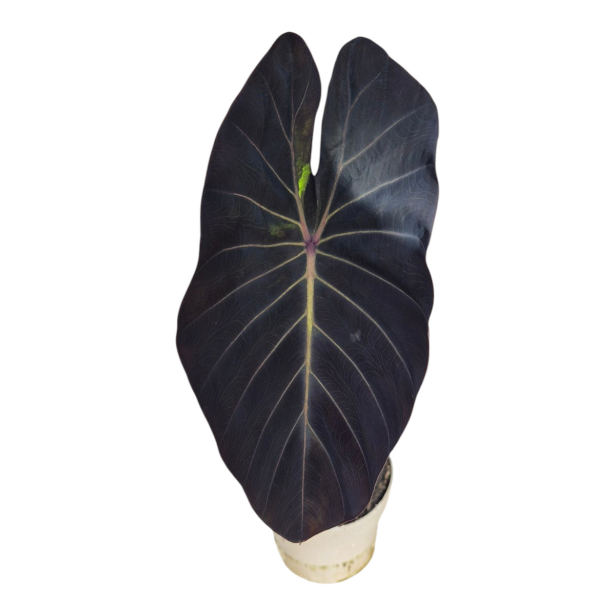 Live Sale Plant 254 Colocasia Hybrid Solar System