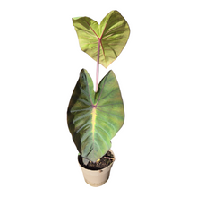 Live Sale Plant 255 Colocasia Hybrid Lime Oasis