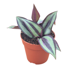 Tradescantia Zebrina