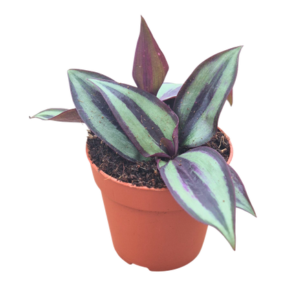 Tradescantia Zebrina