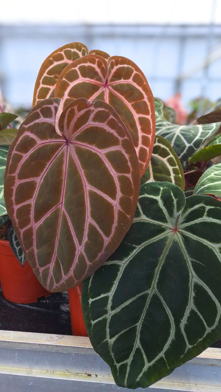 DocBlock Anthurium Zara® '14' X Home, Sweet Home® '32'