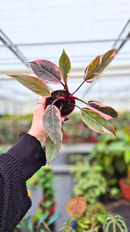 Philodendron Pink Princess Mutation