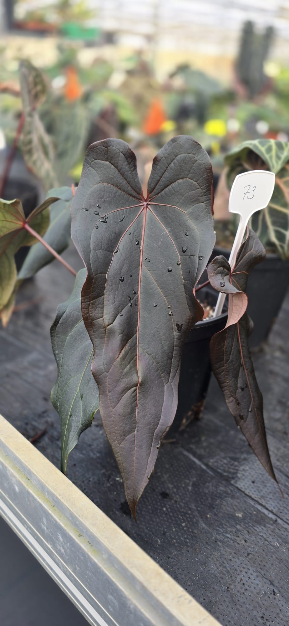 DocBlock Anthurium Darth Vader® '73' X Red Velvet Cake® '24'