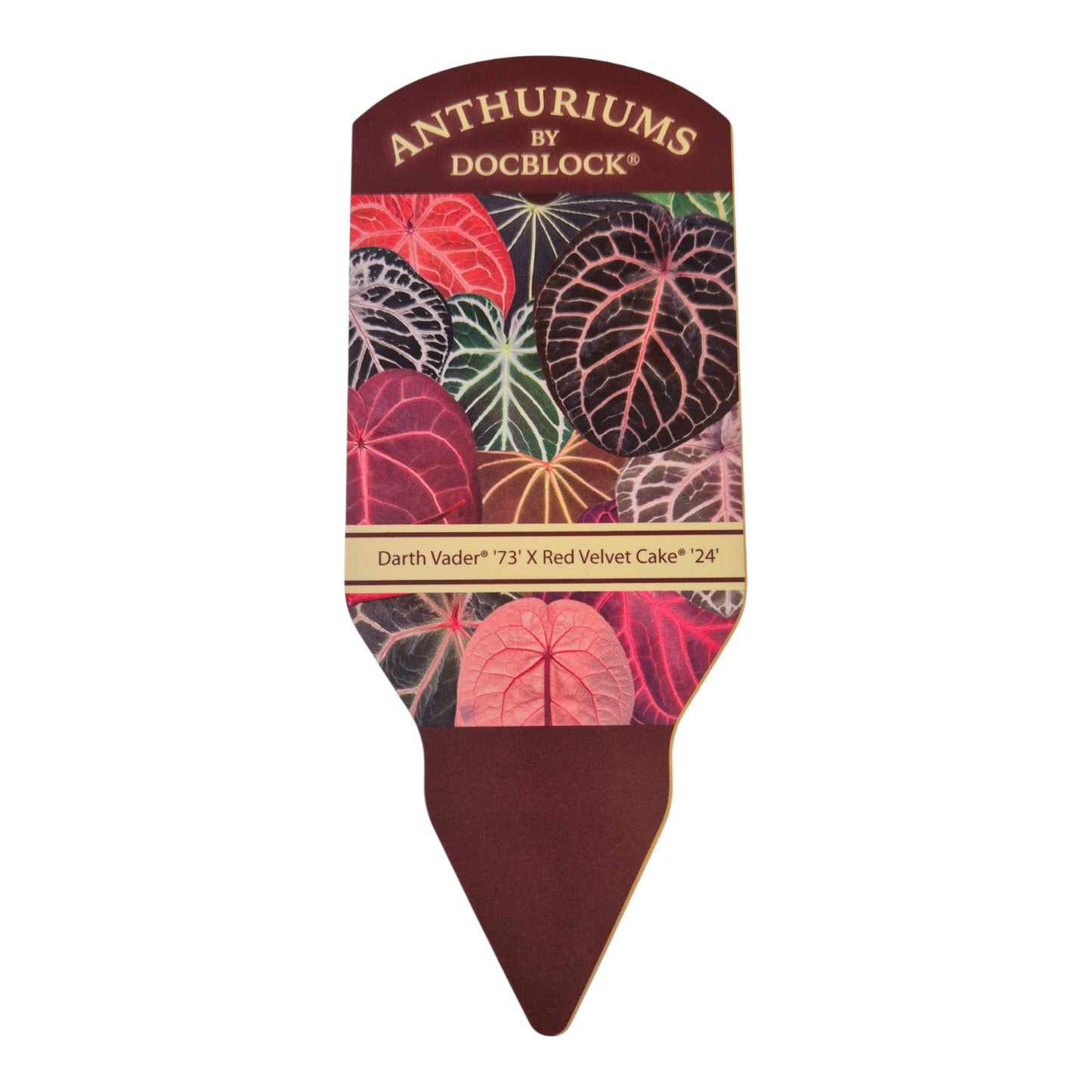 DocBlock Anthurium Darth Vader® '73' X Red Velvet Cake® '24'