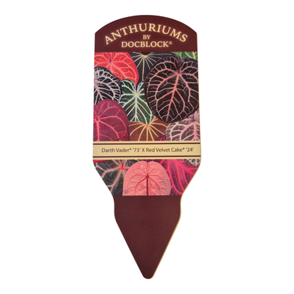 DocBlock Anthurium Darth Vader® '73' X Red Velvet Cake® '24'