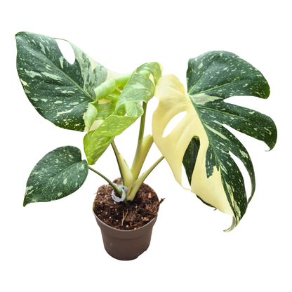 Monstera Thai Constellation Crème Brulee