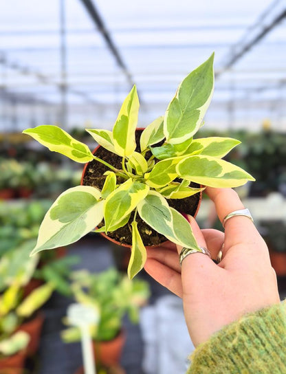 Philodendron Burle Marx White Lava