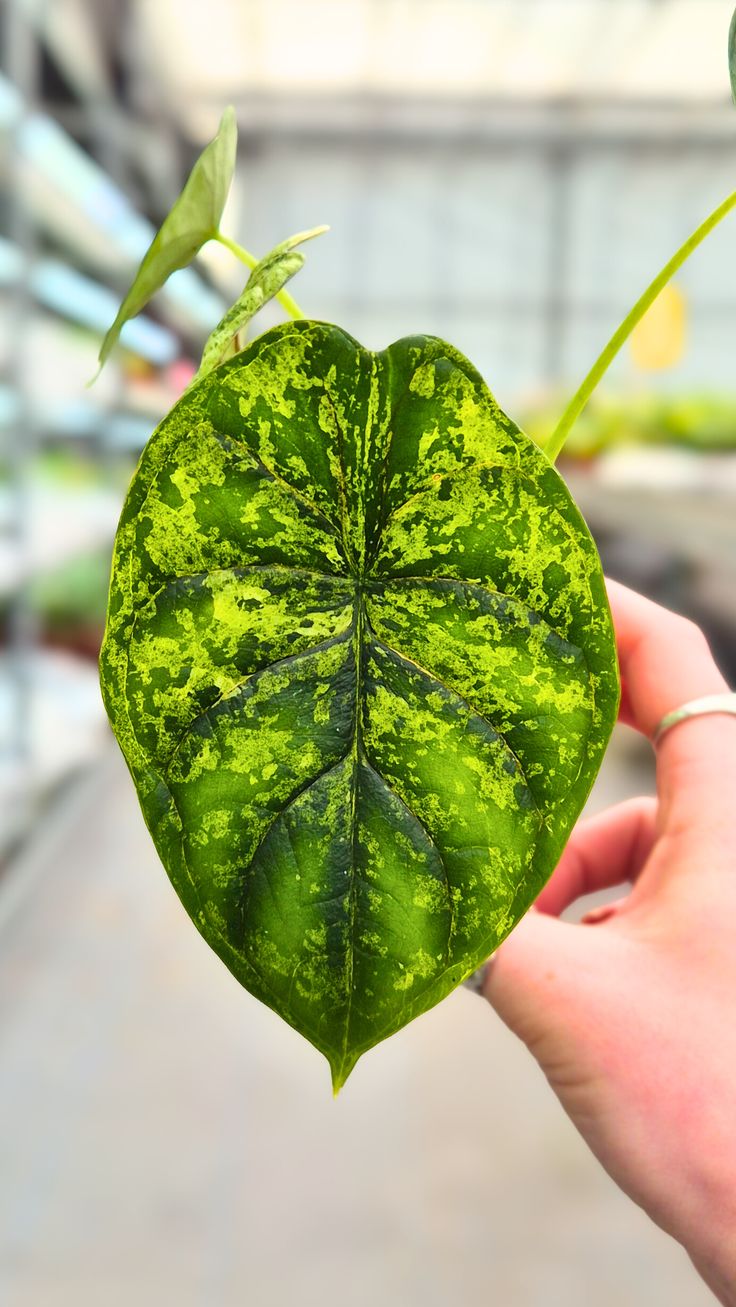 Alocasia Dragon Scale Variegata, rare Alocasia, variegated