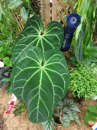 DocBlock Anthurium Crystallinum® '8' x Red Crystal® '12