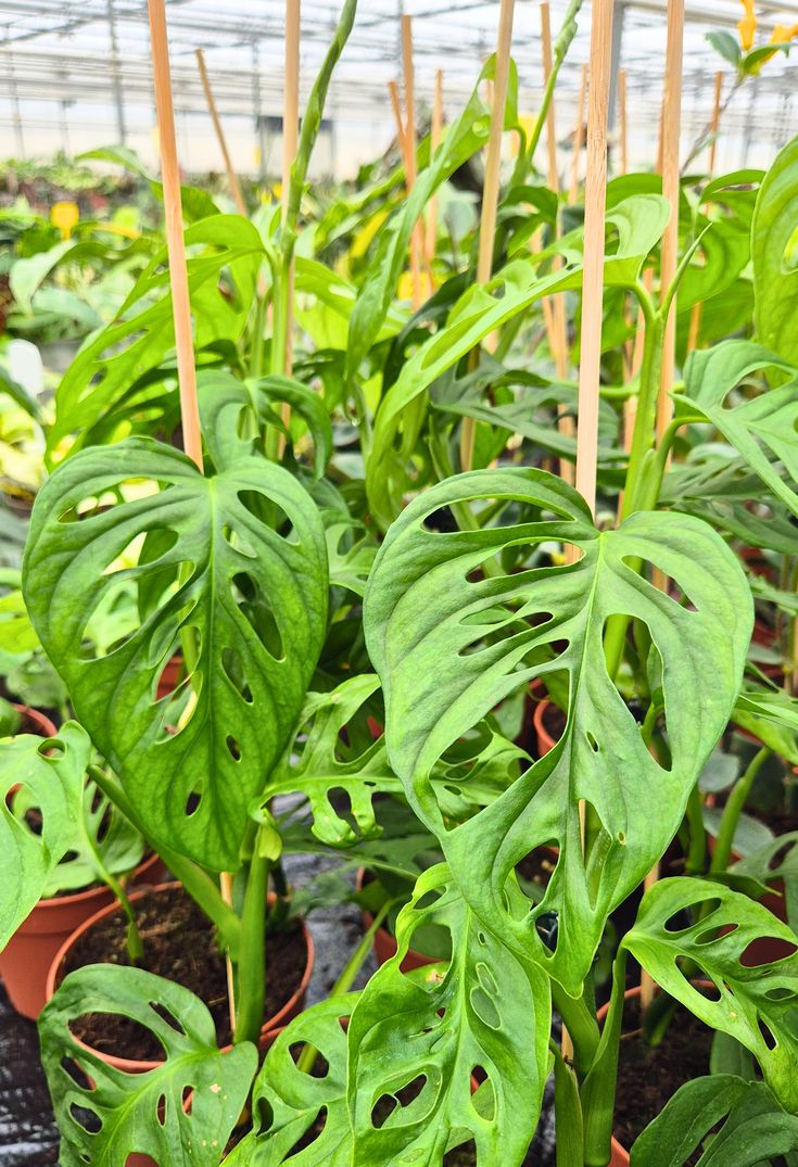 Monstera Obliqua 'Los Tayos'
