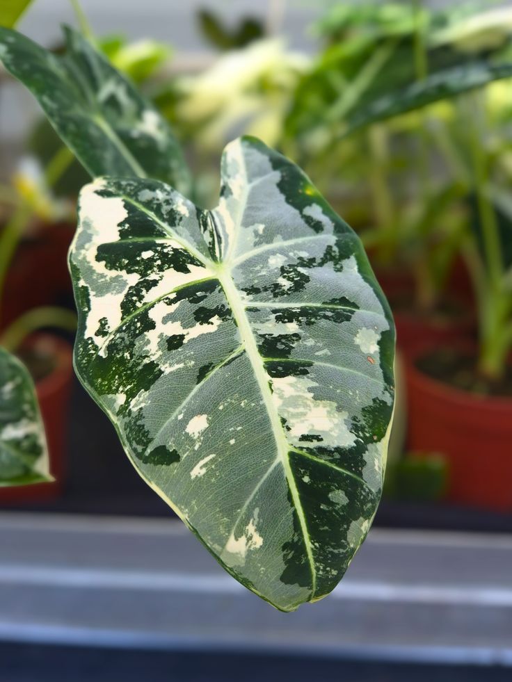 Alocasia Frydek Variegata – Casa Botanica