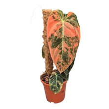 Live Sale Plant 286 Philodendron Melanochrysum Orange Variegata