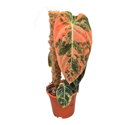 Live Sale Plant 286 Philodendron Melanochrysum Orange Variegata