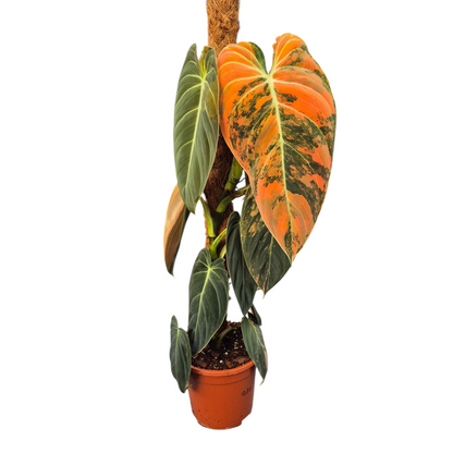 Live Sale Plant 287 Philodendron Melanochrysum Orange Variegata