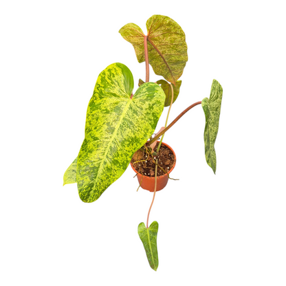Live Sale Plant 288 Philodendron Whipple Way Mint