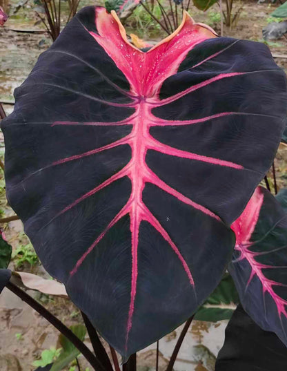 Colocasia Hybrid Purana