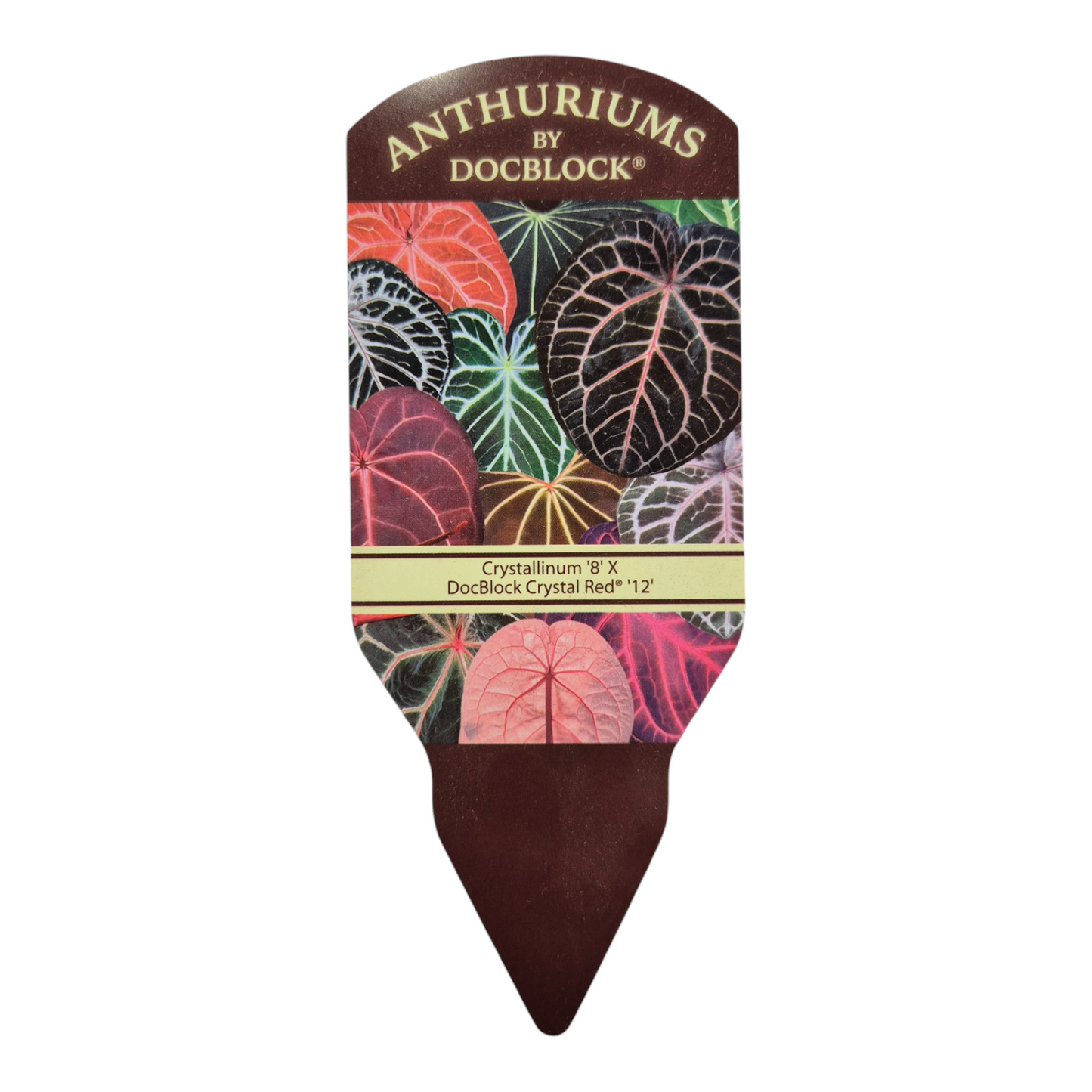 DocBlock Anthurium Crystallinum® « 8 » x Red Crystal® « 12 »