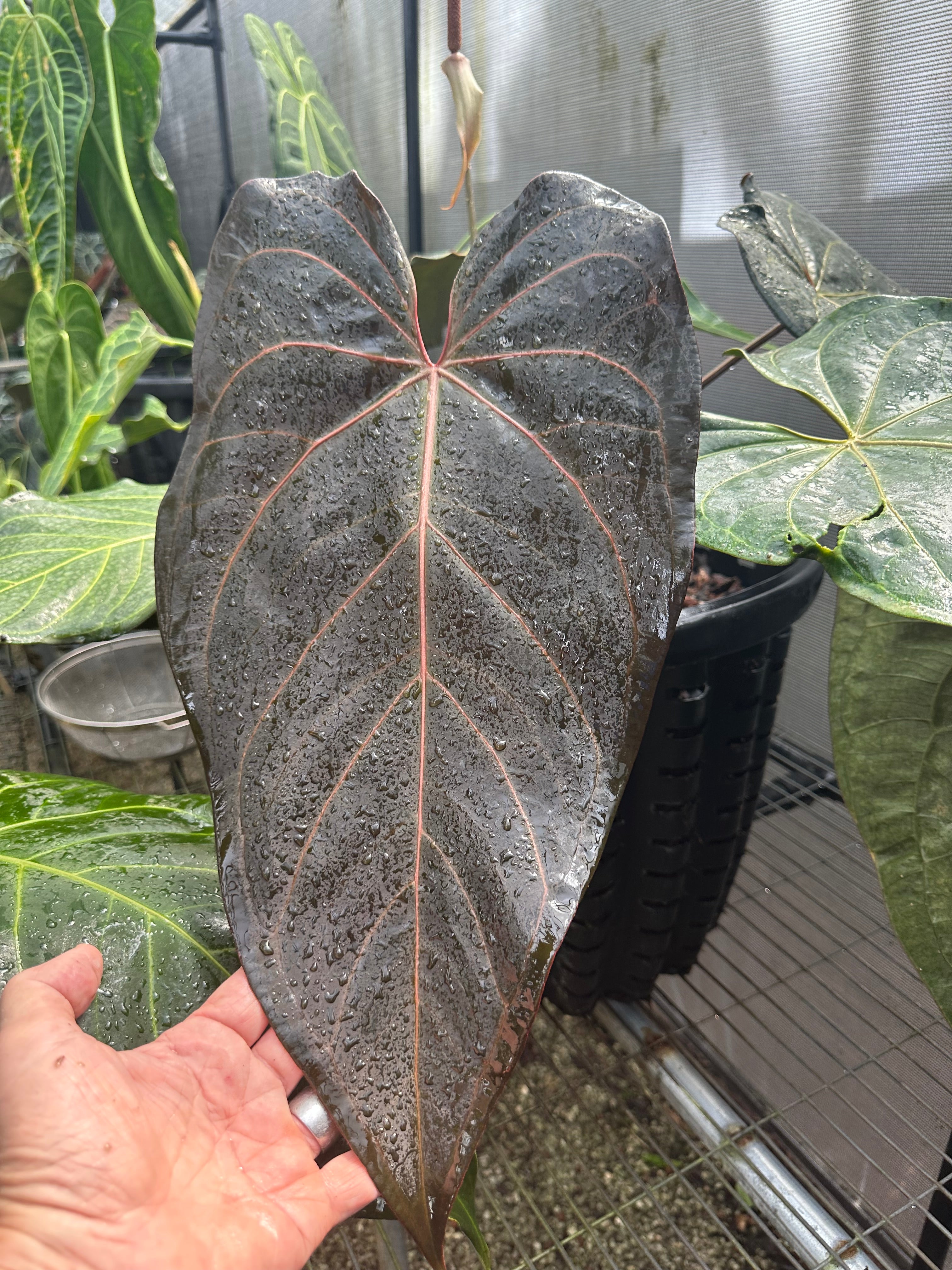 DocBlock Anthurium Red Velvet Cake® '24' X Dark & Handsome® '9