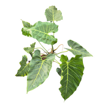 Live Sale Plant 291 Philodendrom Maximum