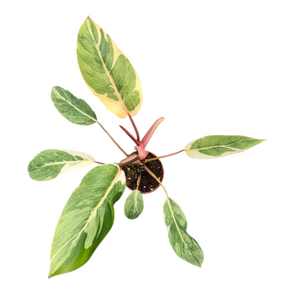 Live Sale Plant 292 Philodendron Shady Lady