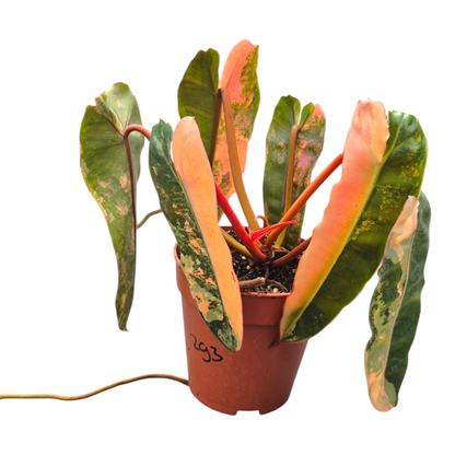 Live Sale Plant 293 Philodendron Florida Beauty x Billietiae Dark