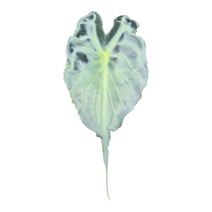 Live Sale Plant 294 Alocasia Venom