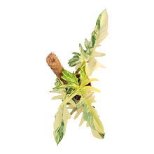 Live Sale Plant 295 Philodendron Kitina