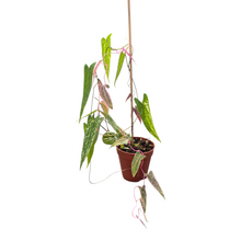 Live Sale Plant 296 Dioscorea Pixel Pink