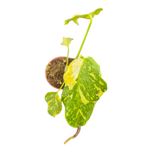 Live Sale Plant 297 Monstera Electro Light Tricolor