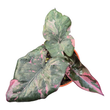 Live Sale Plant 298 Alocasia Serendipity Variegata