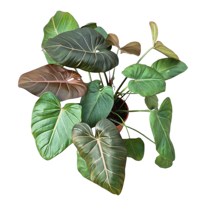 Live Sale Plant 299 Philodendron Summer Glory