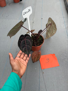 Live-Verkaufspflanze 9