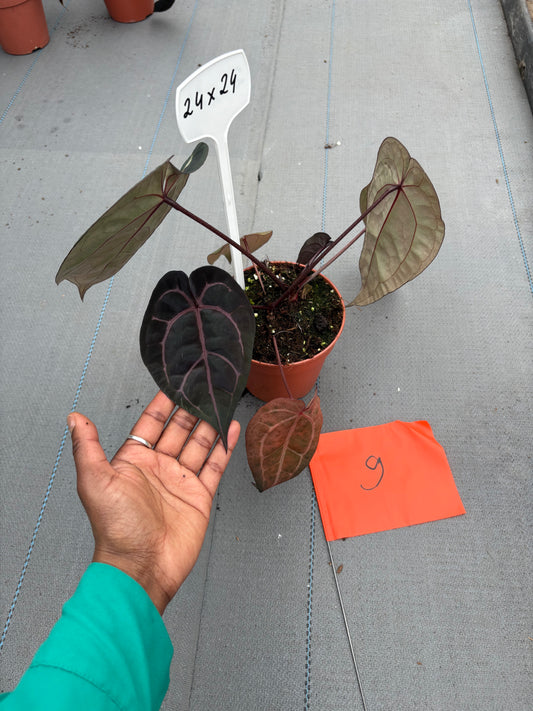 Live sale plant 9
