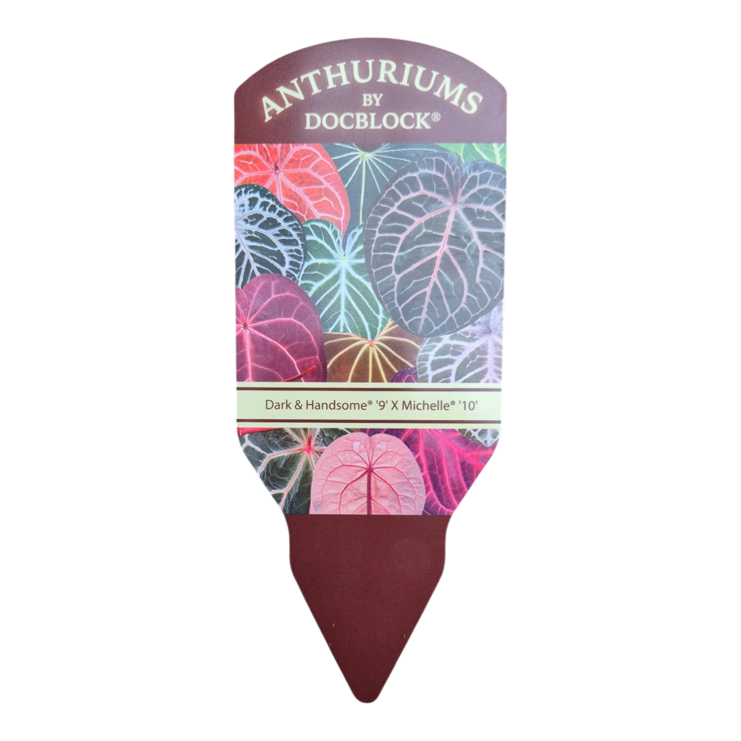 DocBlock Anthurium Dark & Handsome® '9' × Michelle® '10'