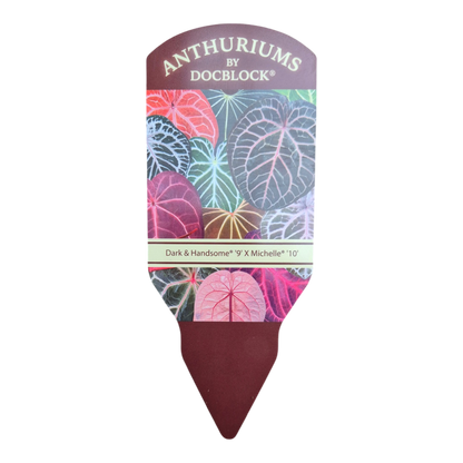 DocBlock Anthurium Dark & Handsome® '9' X Michelle® '10'