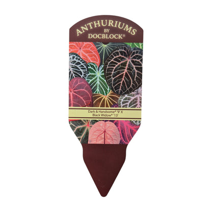 Selected DocBlock Anthurium Dark & Handsome® '9' X Black Widow® '13'