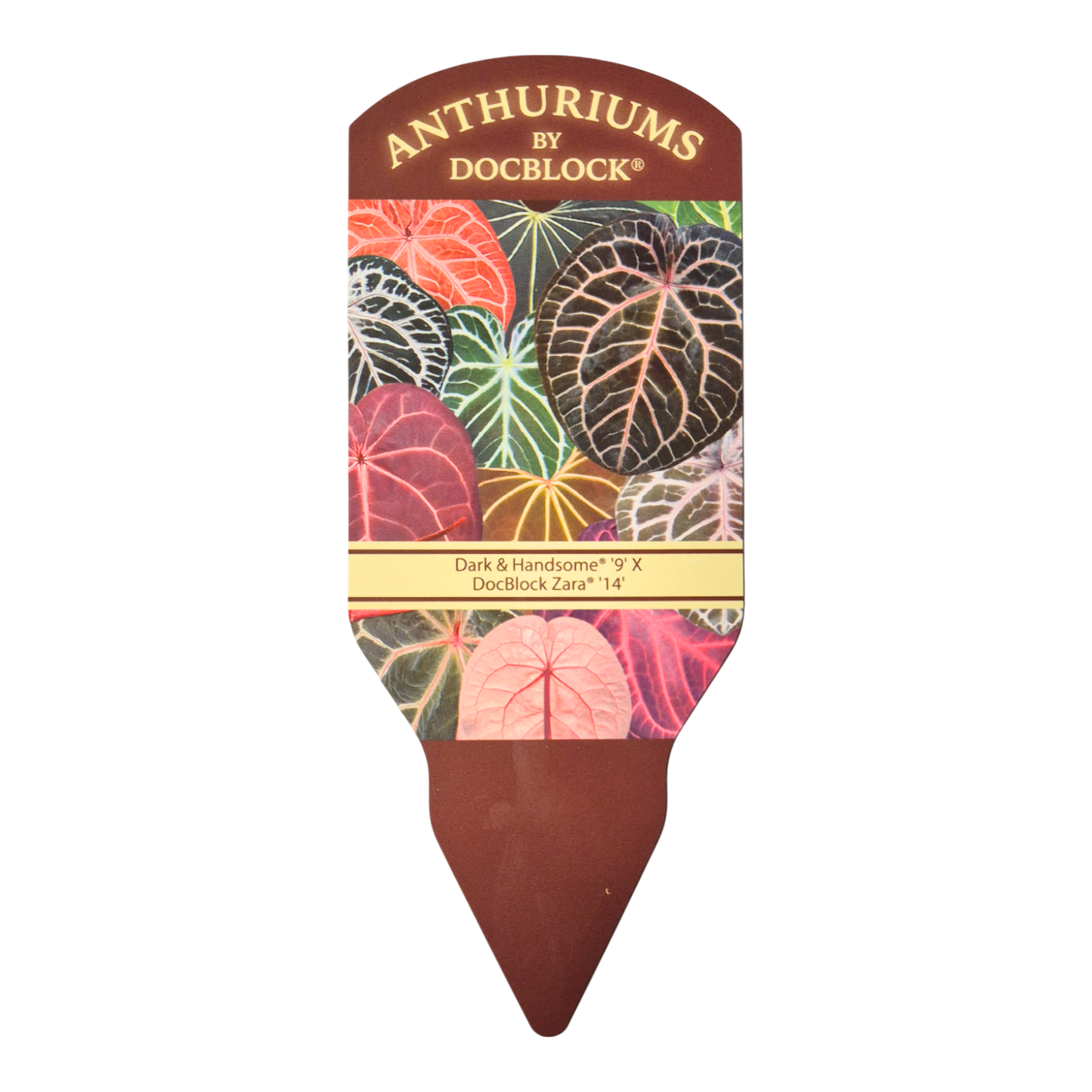 DocBlock Anthurium Dark & Handsome® '9' X Zara® '14'