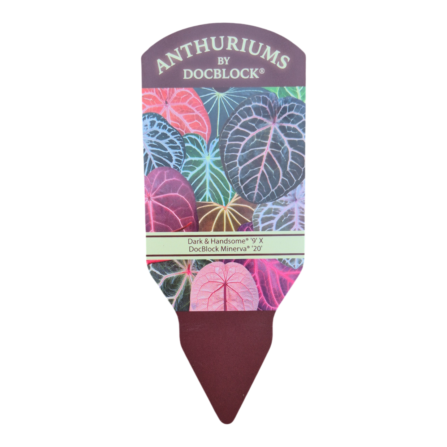 DocBlock Anthurium Dark & Handsome® '9' × Minerva® '20'