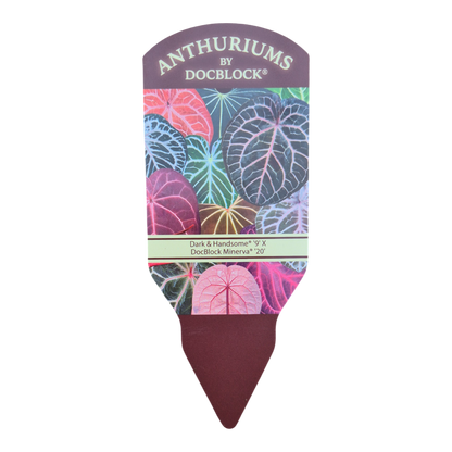 DocBlock Anthurium Dark & Handsome® '9' X Minerva® '20'