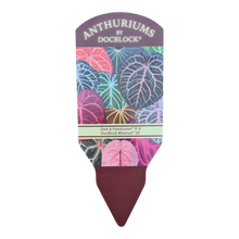 Selected DocBlock Anthurium Dark & Handsome® '9' X Minerva® '20' *1