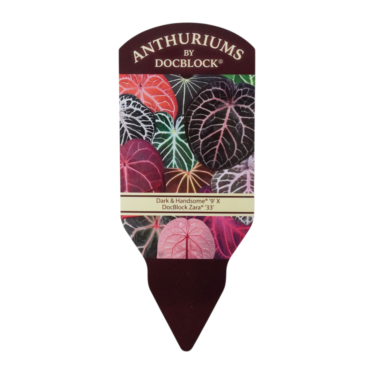 DocBlock Anthurium Dark & Handsome® '9' X Zara® '33'