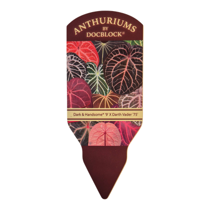 DocBlock 紅掌 Dark & Handsome® '9' × Darth Vader® '75'