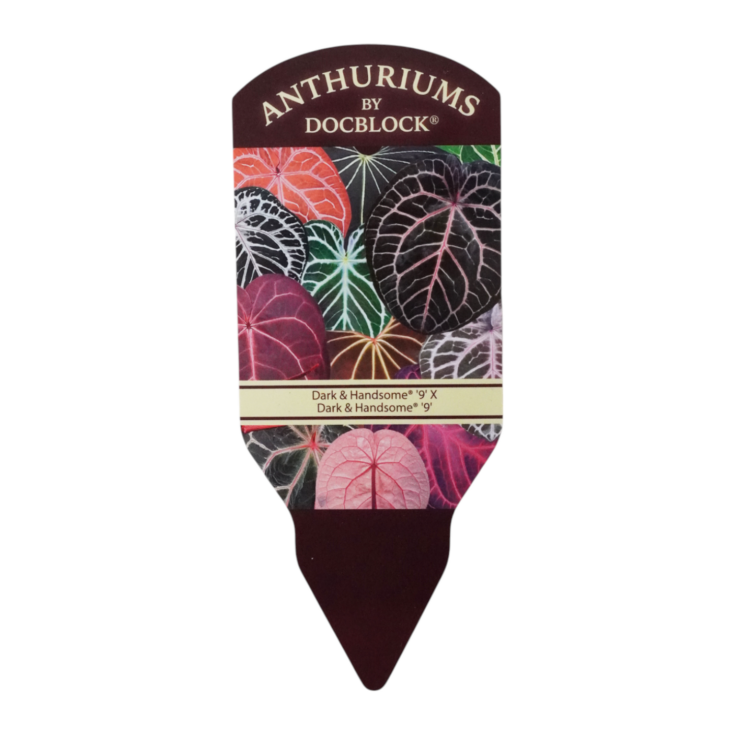 DocBlock Anthurium Dark & Handsome® '9' X Dark & Handsome® '9'