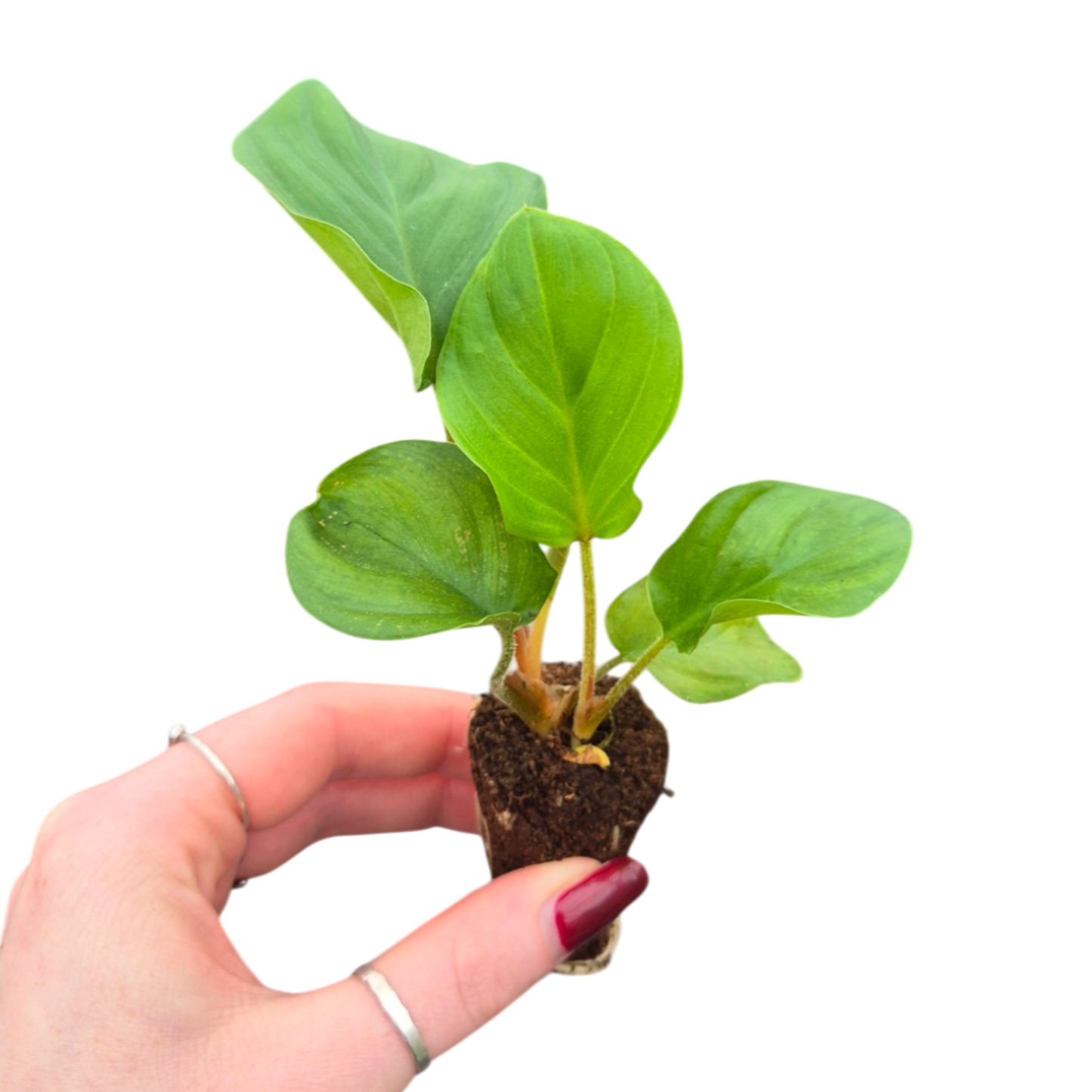 Adelonena Red Velvet