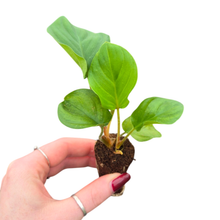 Adelonena Red Velvet