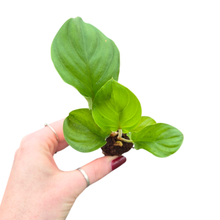 Adelonena Red Velvet