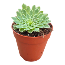 Aeonium Emerald Ice